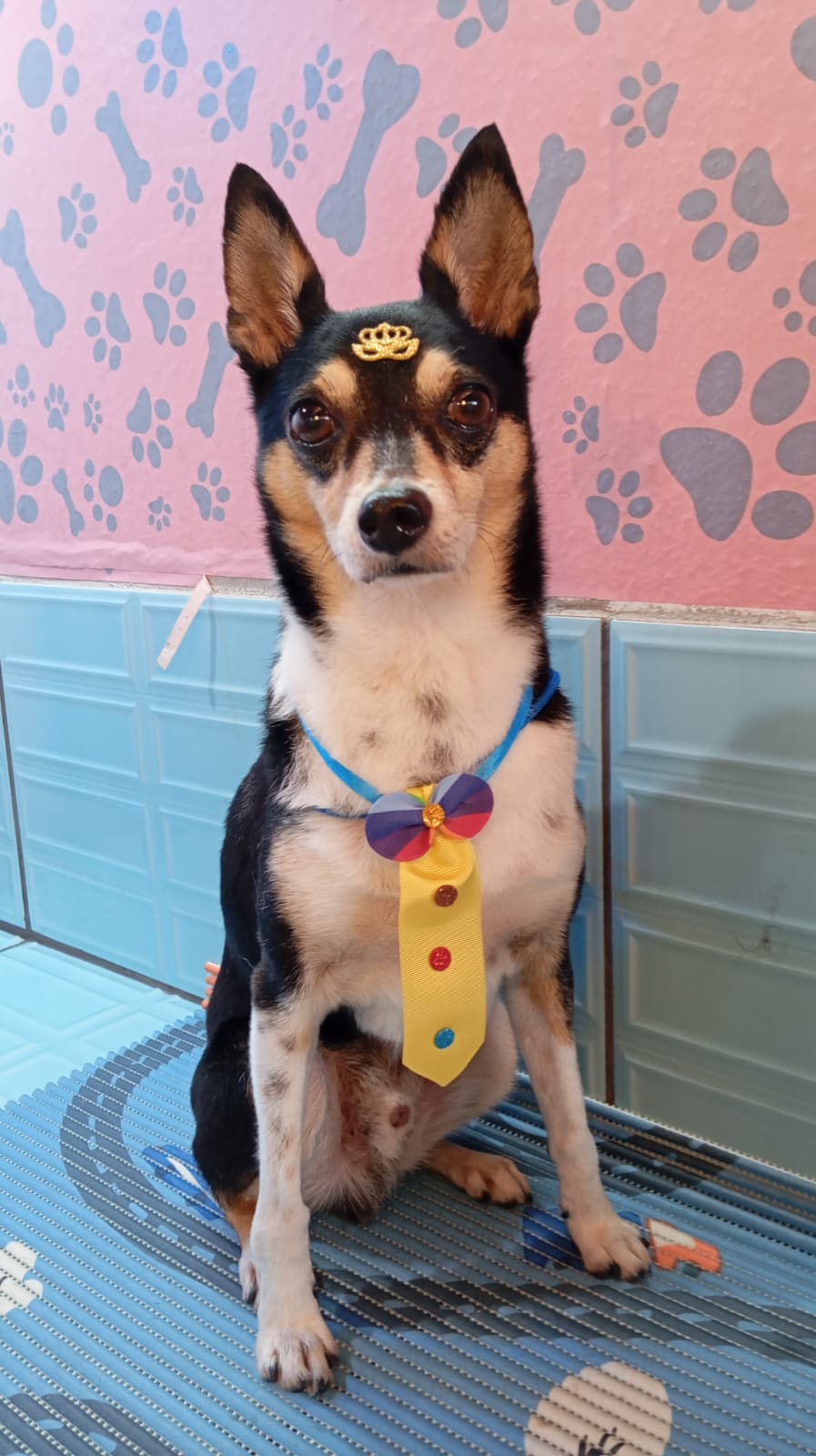 Cachorro estiloso